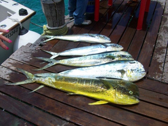 peces del caribe
